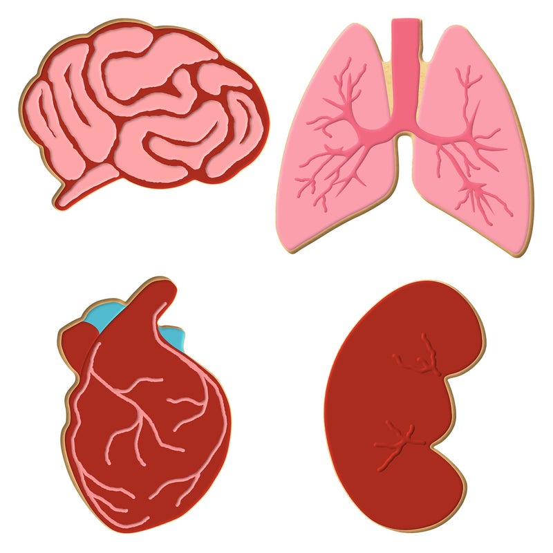 CookieCutter.com Anatomical Body Parts Cookie Cutter 4 Pc Set â€“ Kidney, Heart, Lungs, Brain Plastic Cookie Cutters, Made in USA - Image 2